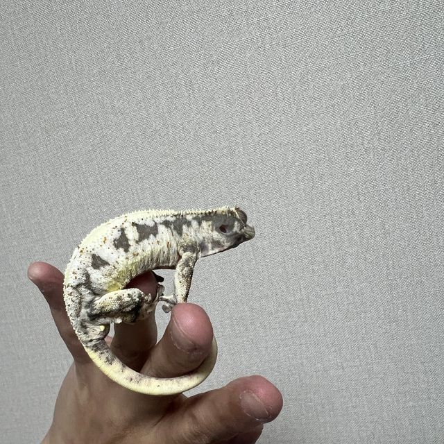 릴리화이트