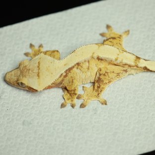 노멀 레드 트라이