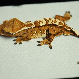 노멀 트라이 텐저린