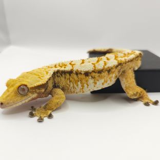 트라이