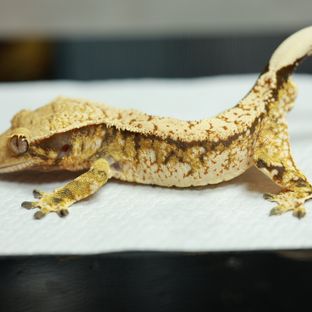 트라이