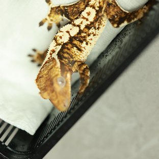 노멀 트라이 텐저린