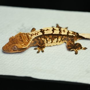 노멀 트라이 텐저린