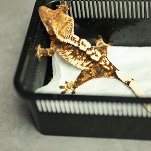 노멀 트라이 텐저린