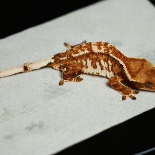 노멀 트라이 텐저린