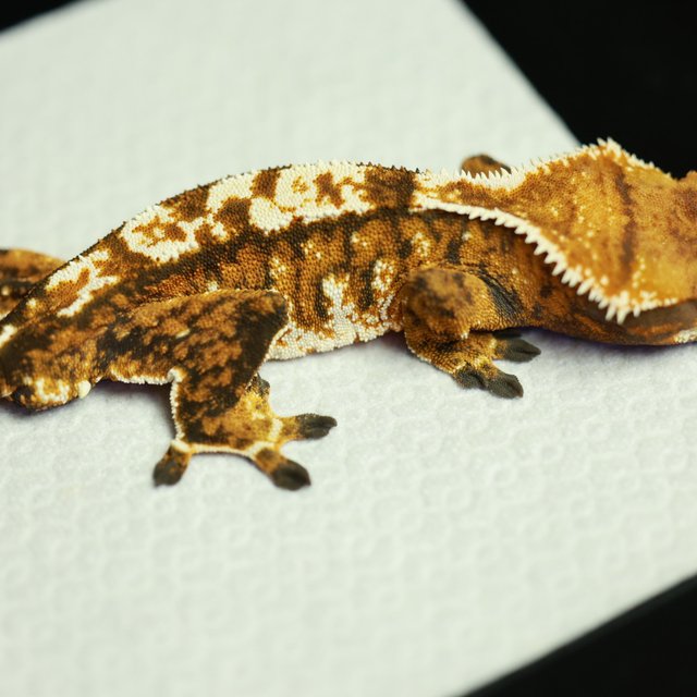 노멀 트라이 텐저린