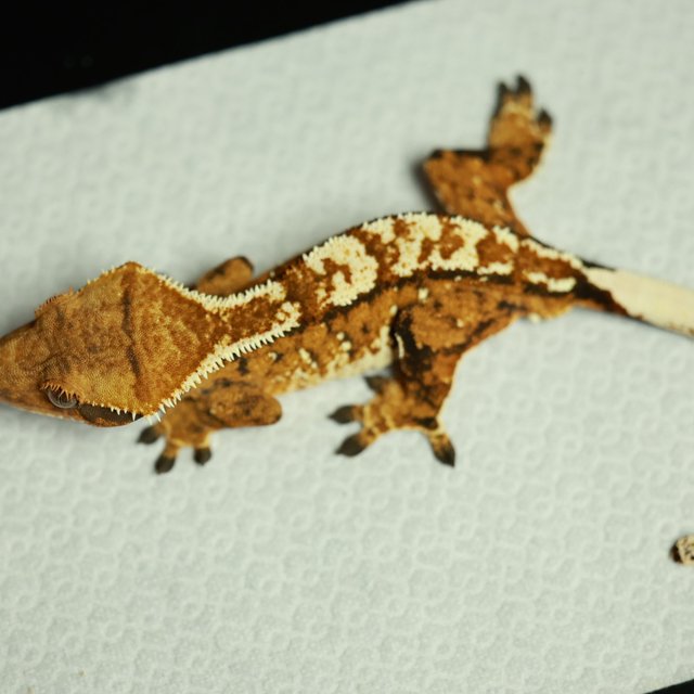 노멀 트라이 텐저린