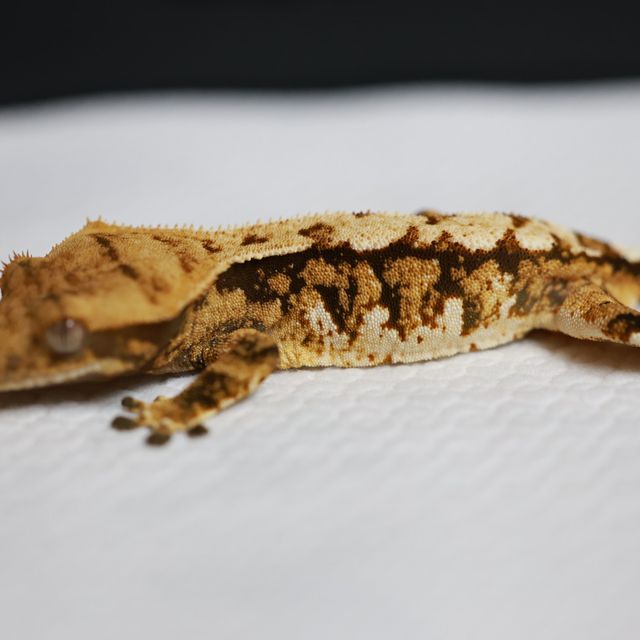 트라이