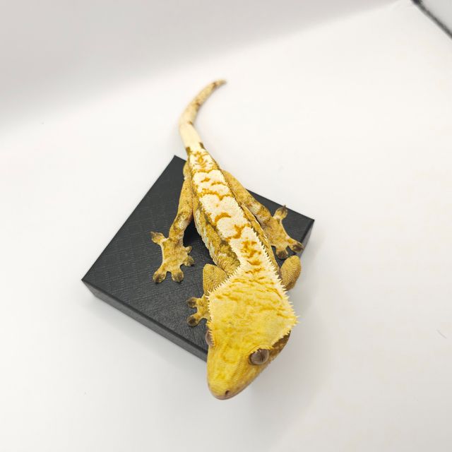 트라이