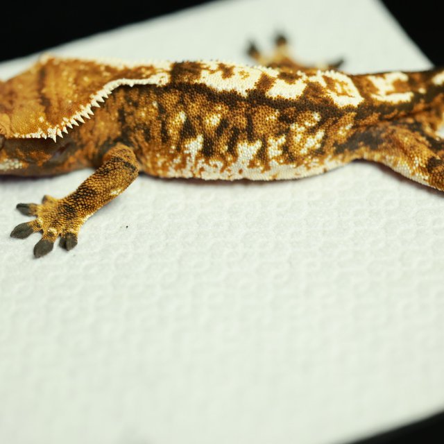 노멀 트라이 텐저린