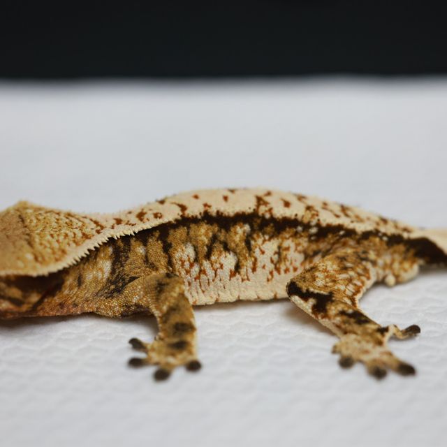 트라이