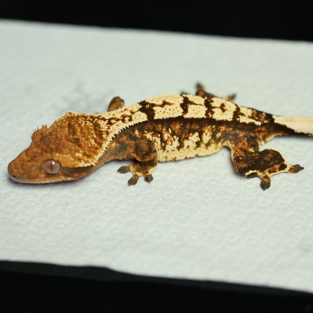 노멀 트라이 텐저린