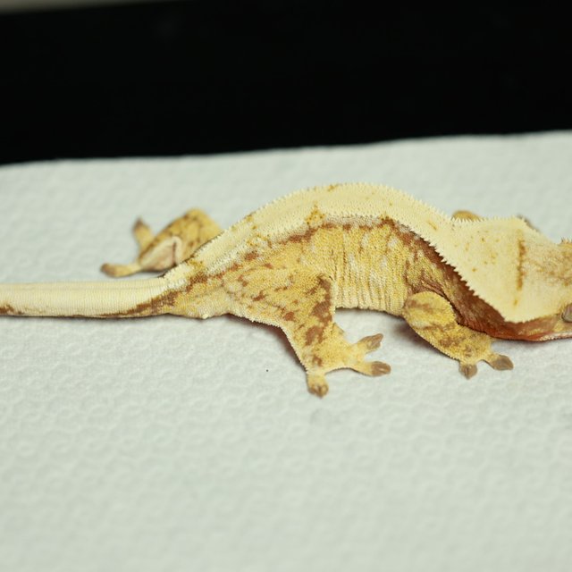 노멀 레드 트라이