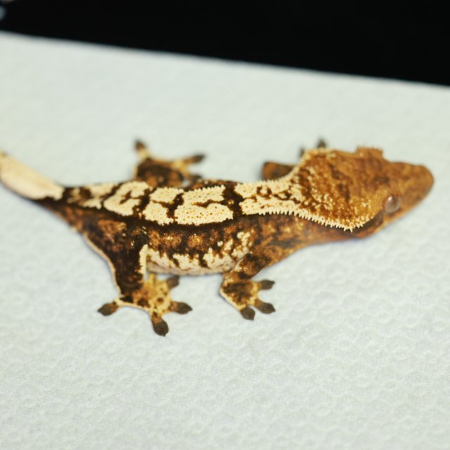 노멀 트라이 텐저린