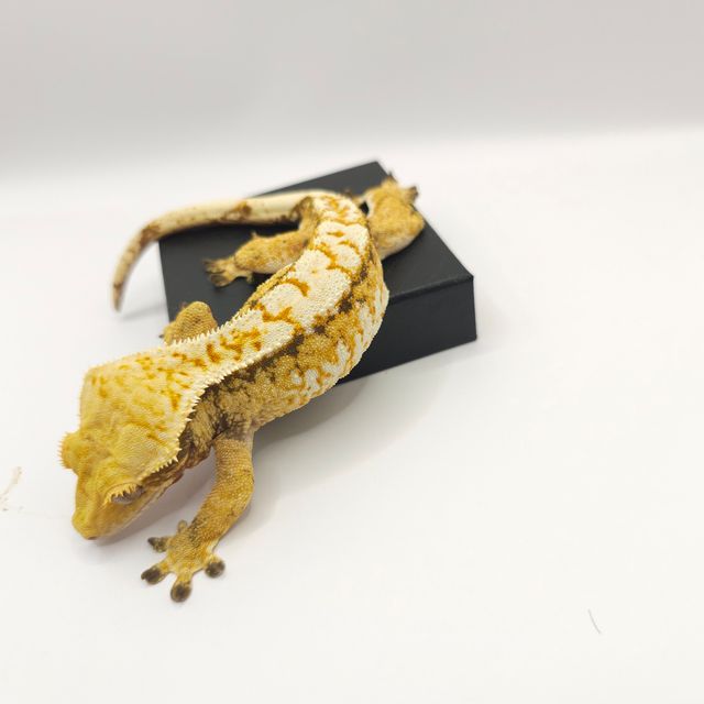 트라이