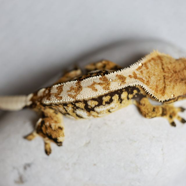 트라이