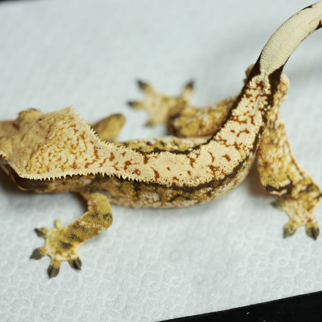 트라이