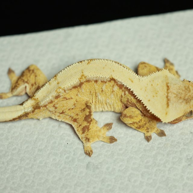 노멀 레드 트라이