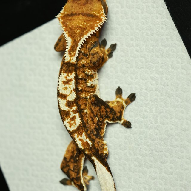 노멀 트라이 텐저린