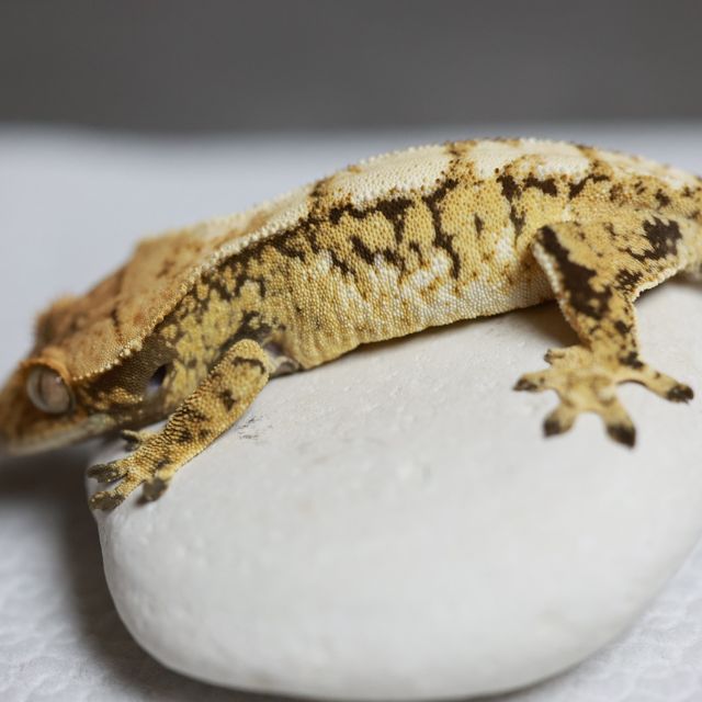 트라이