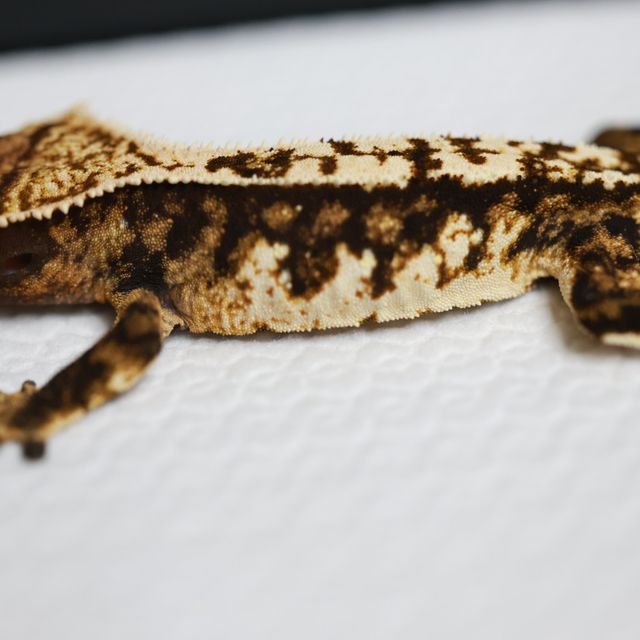 트라이