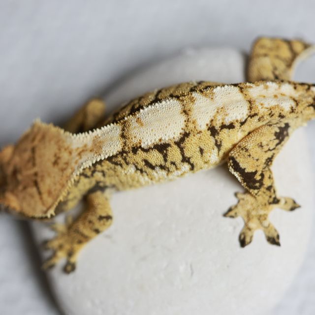 트라이