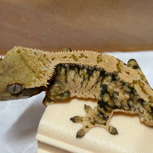 트라이