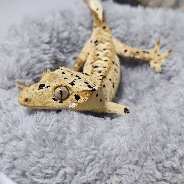 슈퍼달마시안 옐로우