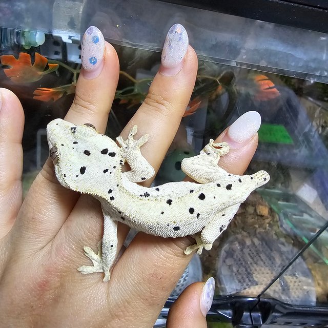 슈퍼달마시안 크림 화이트