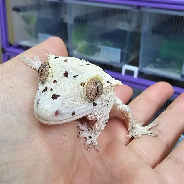 슈퍼달마시안