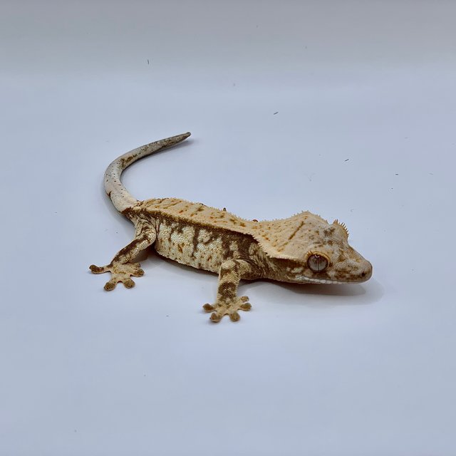 노멀 드리피 화이트스팟 핀스트라이프