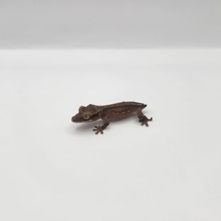 챠콜 슈퍼스트라이프