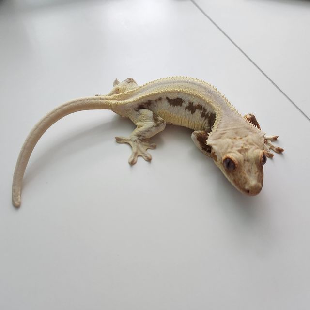 릴리화이트 다크
