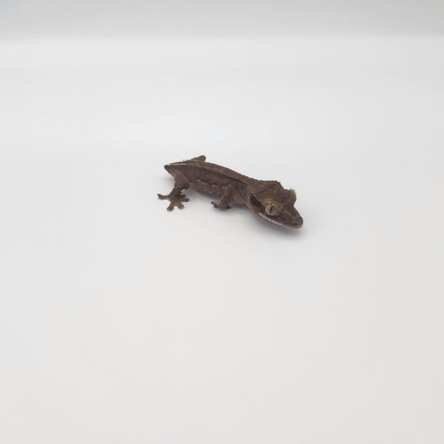 챠콜 슈퍼스트라이프