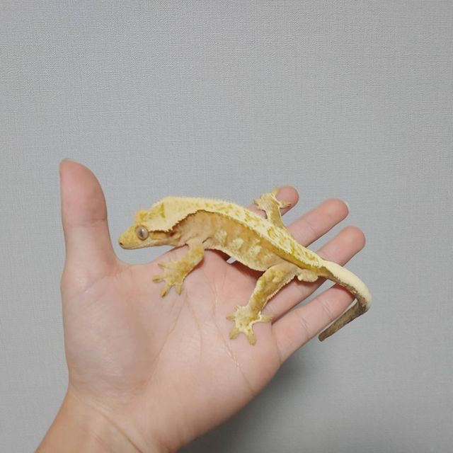 크림시클 옐로우