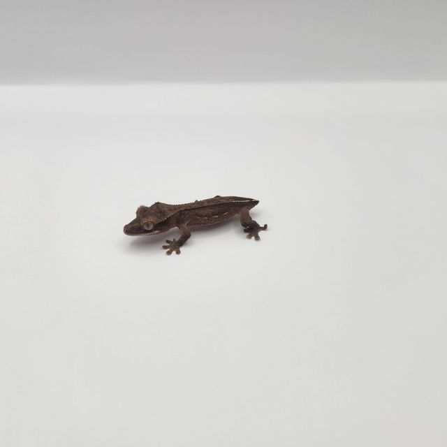 챠콜 슈퍼스트라이프