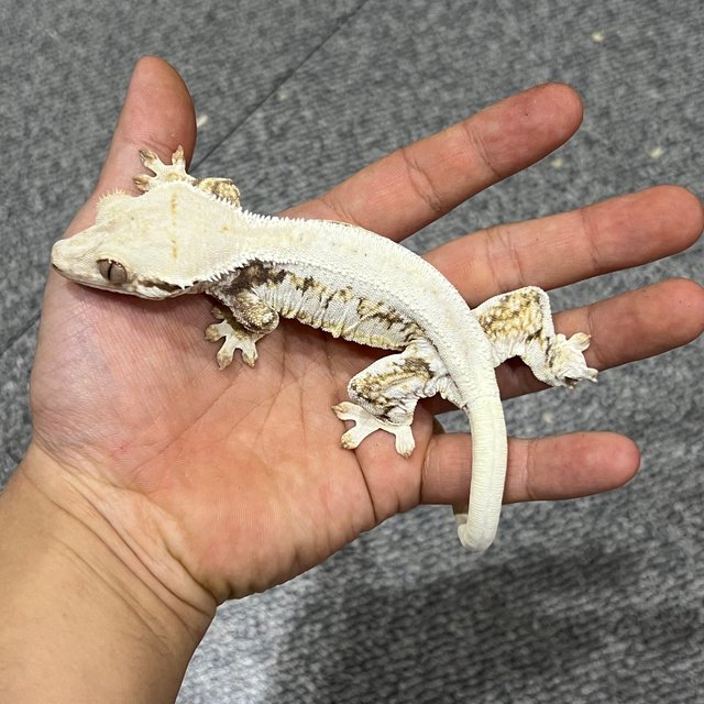 릴리화이트 솔리드백