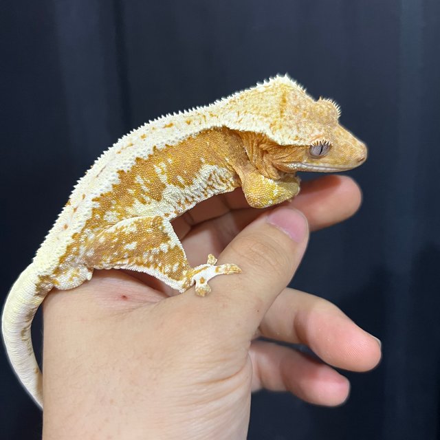 릴리화이트 크림시클 크림 쿼드