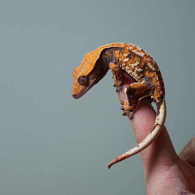 텐저린 타이거 트라이