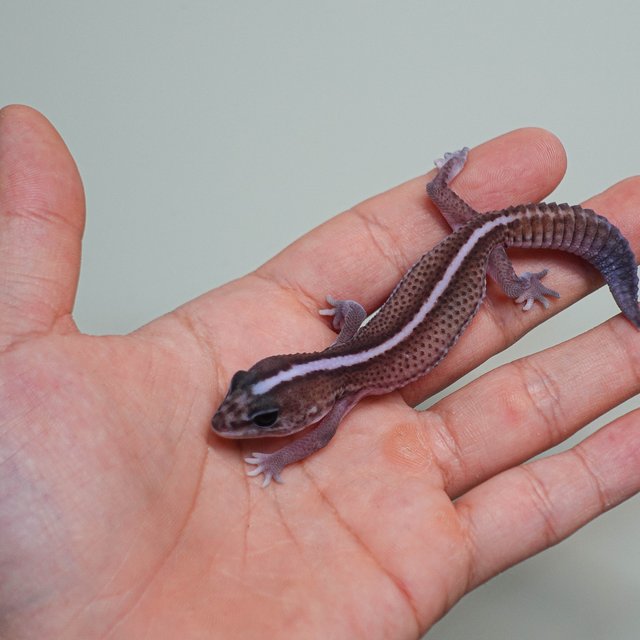 오레오 패턴리스