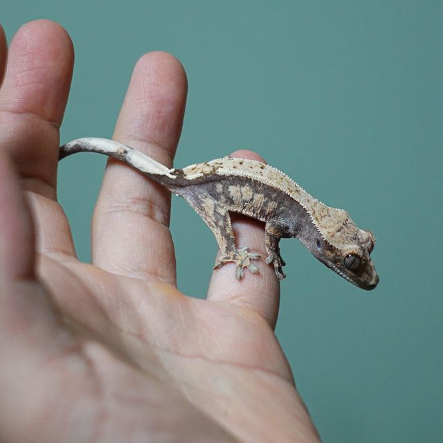 세이블