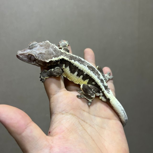 프라푸치노 엠티백