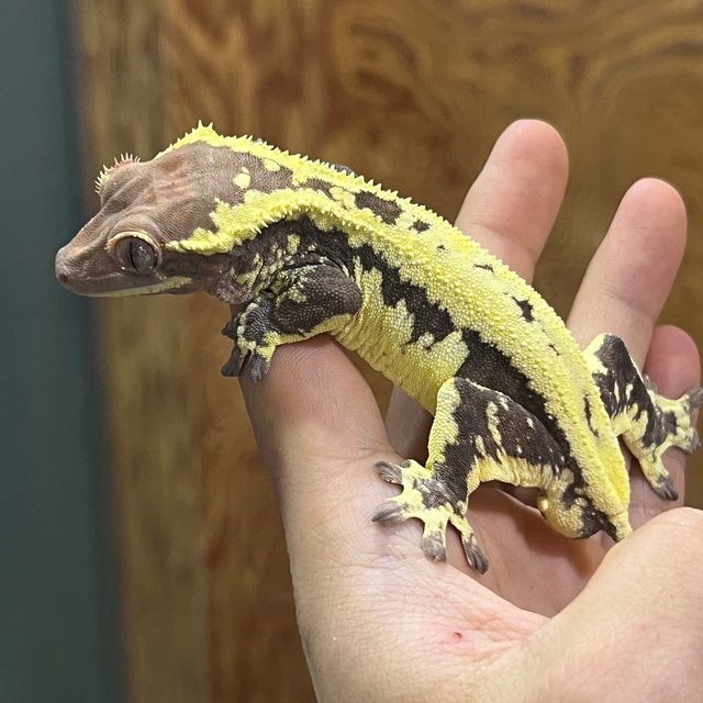 프라푸치노 카푸치노 릴리화이트