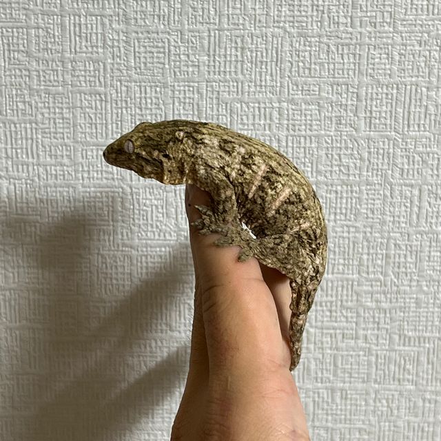 누아나