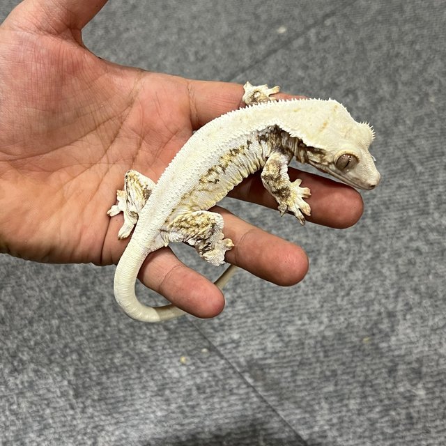 릴리화이트 솔리드백