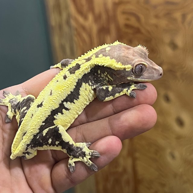 프라푸치노 카푸치노 릴리화이트