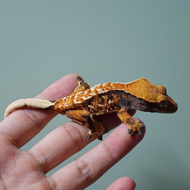 텐저린 타이거 트라이