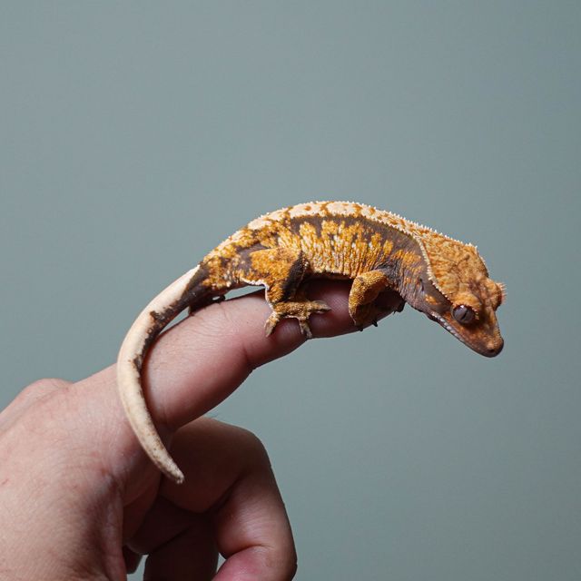트라이