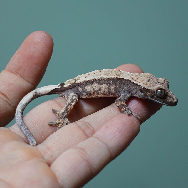 세이블