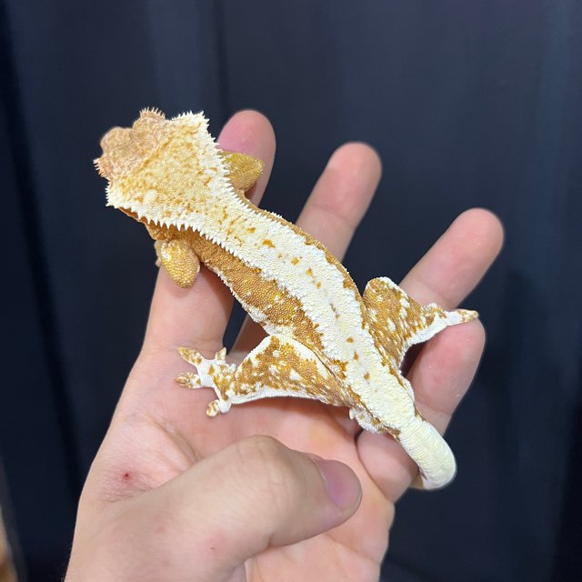 릴리화이트 크림시클 크림 쿼드